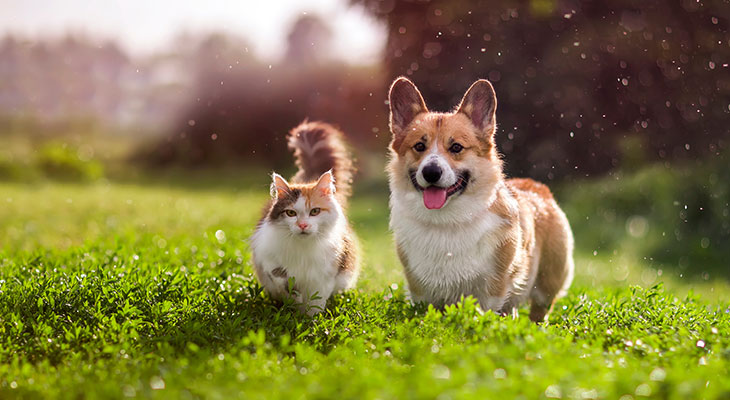 Pet Supplies Pet Supplies thumbnail